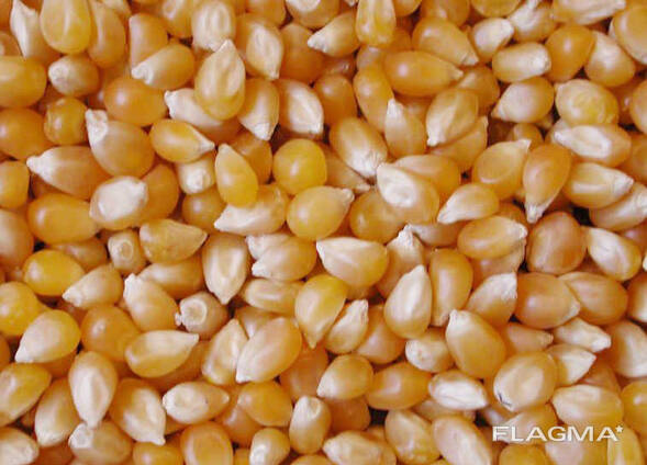 Yellow Corn for sale