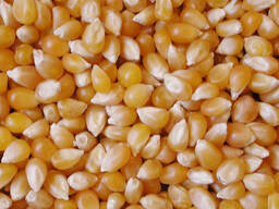 Yellow Corn for sale