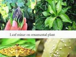 Diafenthiuron 35% Indoxacarb 7% SC