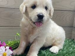 Dream Golden retriever puppies