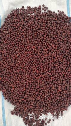 Dried hawthorn berries herbs