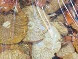 Dried mushrooms, caps and powder - фото 7