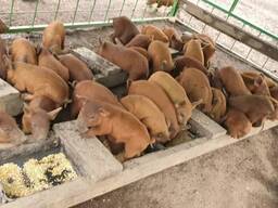Duroc piglets for sale
