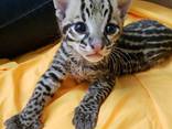 Exotic Cats for Sale - photo 1