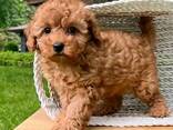 Female Teacup poodle - photo 1