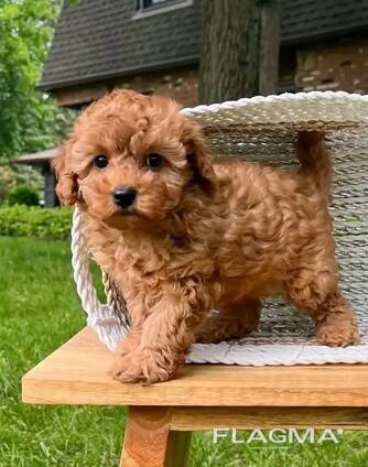 Female Teacup poodle