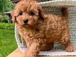 Female Teacup poodle