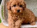 Female Teacup poodle - photo 3