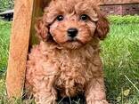 Female Teacup poodle - photo 4