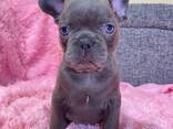 French bulldog