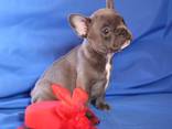 French Bulldog - Blue Girl - фото 1