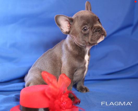 French Bulldog - Blue Girl