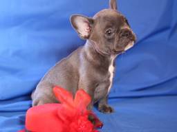 French Bulldog - Blue Girl