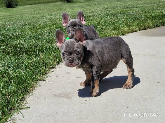 French Bulldog for rehoming
