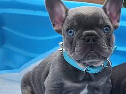 French Bulldog puppies Available.