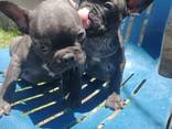 French bulldogs - photo 1