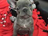 French bulldogs - photo 2