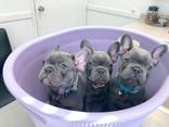 French bulldogs - photo 3