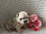 French Bulldogs - photo 2