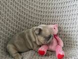 French Bulldogs - photo 3