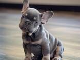 Frenchie bulldog puppies - photo 3