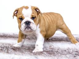 Frenchybulldog