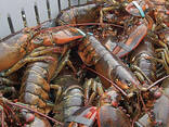 Fresh and Frozen Lobster
