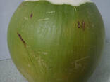 Fresh Coconut from Vietnam - photo 8