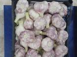 Fresh Egyptian garlic - photo 1