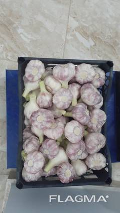Fresh Egyptian garlic