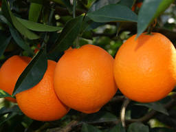Fresh Gannan navel orange fruit