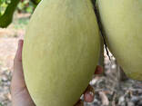 Fresh Mango from Vietnam - photo 5