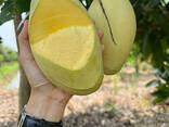 Fresh Mango from Vietnam - photo 10