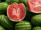 Fresh Watermelon Fruit with High quality From Vietnam - photo 1