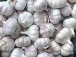 Garlic - photo 1