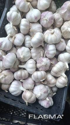 Garlic
