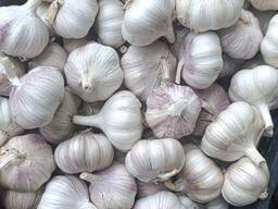 Garlic