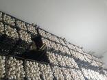 Garlic - photo 2