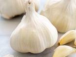 Garlic - photo 2