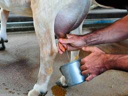 Goat milk for sale at good price