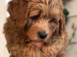 Golden doodle puppies - фото 1