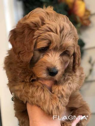Golden doodle puppies