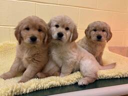 Golden Retriever puppies