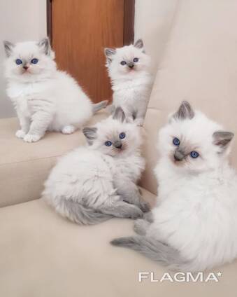 Gorgeous Gccf Ragdoll Kittens