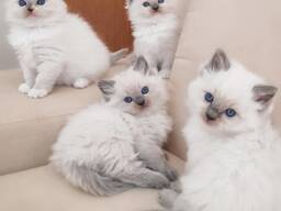 Gorgeous Gccf Ragdoll Kittens