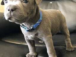 Gorgeous Staffordshire