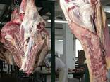 Halal Meat Beef Half/Quarter Carcasses - photo 4