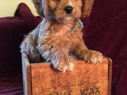 Have Beautiful Red Cavapoos For Sale Felixstowe