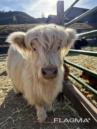 Мини-коровы Highland на продажу (cattlefarm. shop)