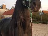 Horse - фото 5